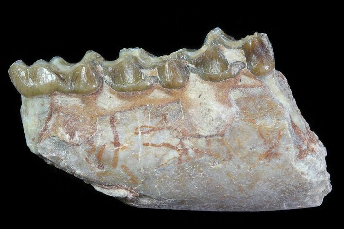 Oligocene Horse (Mesohippus) Jaw Section #81523